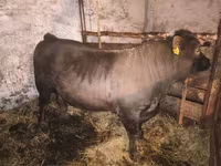 Bulle, Charolais cattle — Foto 4