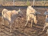 Taka, Boer goat — 2-rasm