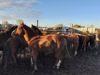 Konji (partija, pol nije naveden), Horse breed — fotografija 1