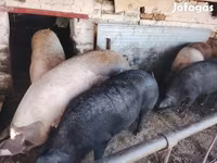 Cerdos (lote, sexo no especificado), Cerdos — foto 5