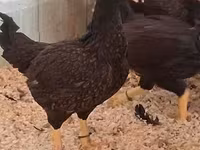 Chickens — fotografija 2