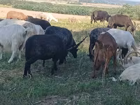 Қой, Racka sheep — 1-сурет