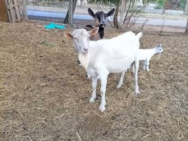 Ziegenbock, Ziegen