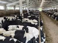 Krava, Yaroslavl cattle — fotografija 3