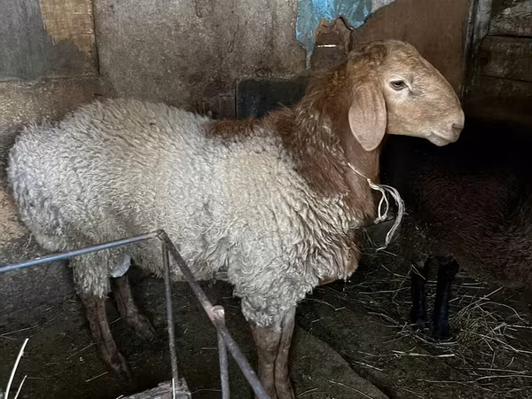 Widder, Rhon sheep