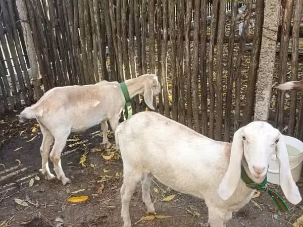 Echki, Nubian Goat