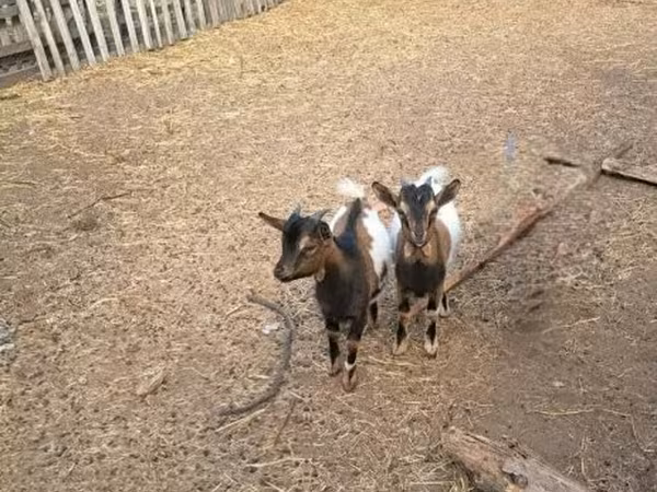 Billy Goat, Dutch Landrace goats