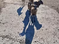 Oveja, Cameroon sheep — foto 1