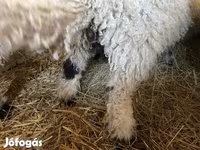كبش, Wallis Country sheep — الصورة 4