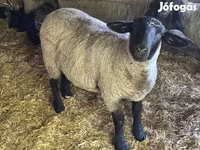 Ram, White Suffolk sheep — photo 1