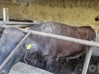 Bik, Red Estonian cattle — fotografija 4