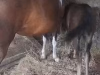 Madyan, Atlar — foto 4