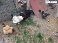 Chickens — 照片 4