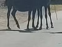 Horse (M), Horses — photo 1