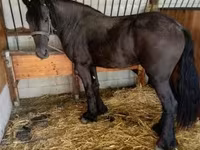 Kobila, Friesian — fotografija 3