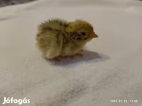 Quails — foto 4