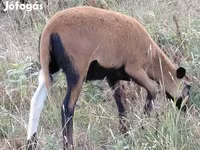 Ovca, Cameroon sheep — fotografija 5
