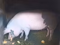 Sow, Pigs — photo 3