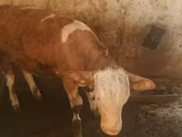 Toro, Simmental cattle — foto 3