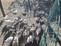Turkeys — fotografija 4
