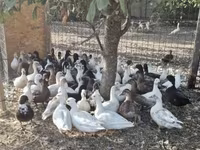 Ducks — الصورة 5