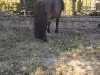 雄馬, Australian Pony — 写真 6