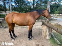 Stute, Nonius horse — Foto 2