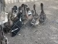 Ducks — fotografija 3