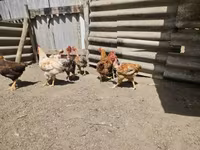 Chickens — Foto 4