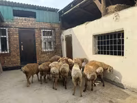 Qoʻchqor, Rhon sheep — 6-rasm
