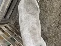 Verro, Cerdos — foto 2