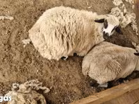 母羊, Tsigai sheep — 照片 4