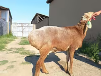 Ovan, Agin sheep — fotografija 4