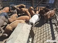 सूअर (लॉट, लिंग निर्दिष्ट नहीं), सूअर — फ़ोटो 5