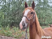 Kobila, Hungarian horse breed — fotografija 4