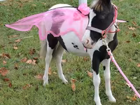 Kobila, Miniature horse — fotografija 4