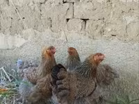 Brahma — foto 1