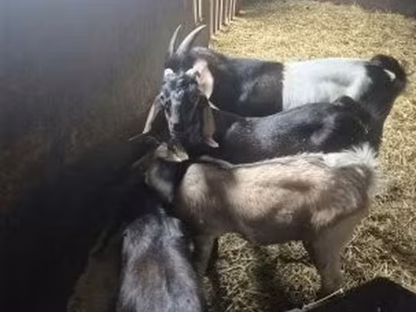 Kozioł, Nubian Goat