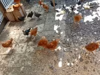 Chickens — 照片 2