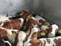 Byk, Simmental cattle — zdjęcie 2