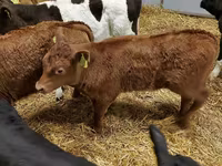 牛只（批次，未指定性别）, Simmental cattle — 照片 7