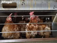 Chickens — 照片 2