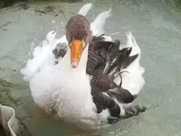 Geese — fotografija 2