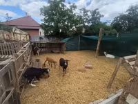 भेड़ें (लॉट, लिंग निर्दिष्ट नहीं), Dorper sheep — फ़ोटो 2