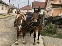 Caballo, Caballos — foto 1