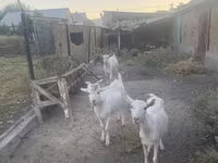 Jarac, Russian White goat — fotografija 6