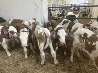 Bulle, Simmental cattle — Foto 5