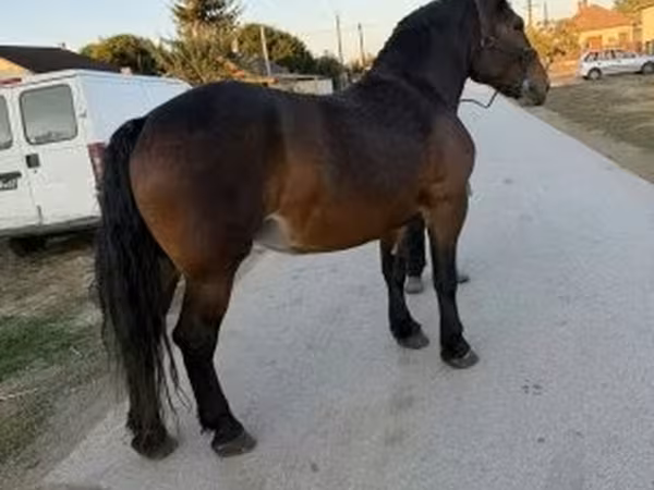 Mare, Hungarian horse breed