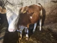 Kuh, Simmental cattle — Foto 8
