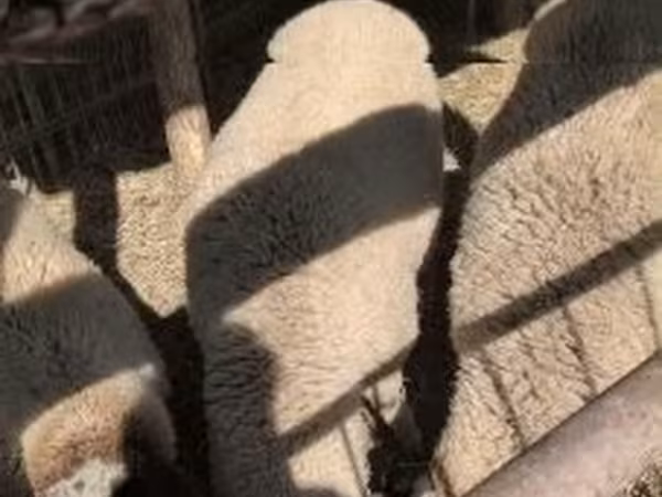Баран, Вівці